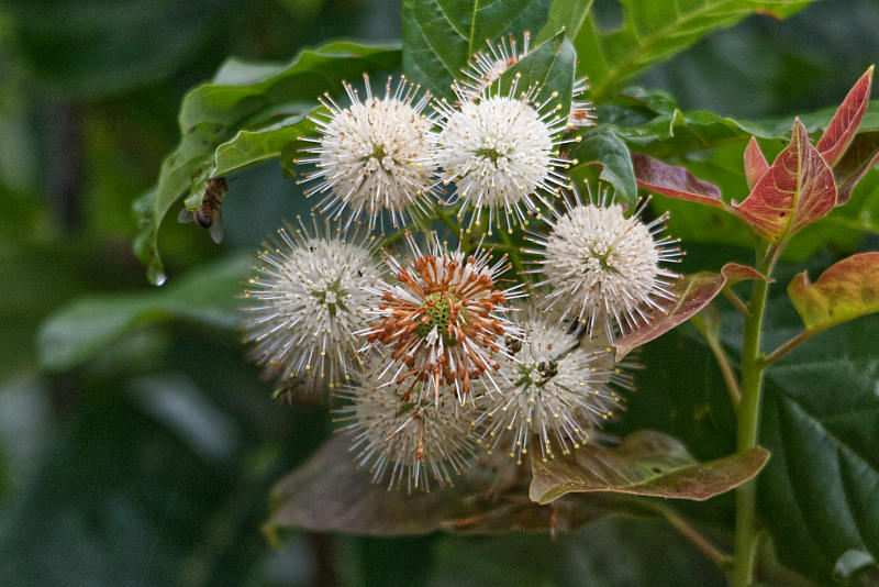 Buttonbush flowers