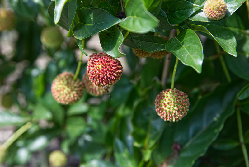 Buttonbush fruit