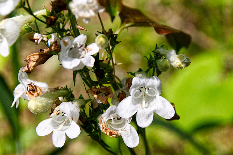 Foxglove beardtongue