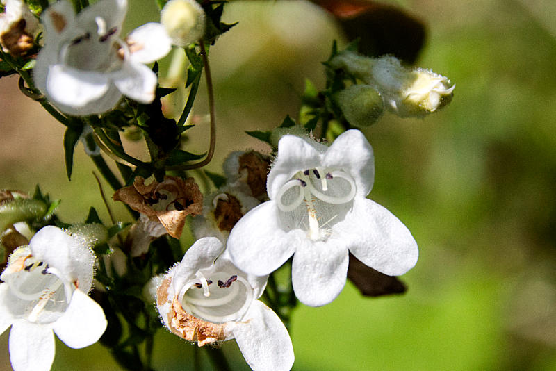 Foxglove beardtongue