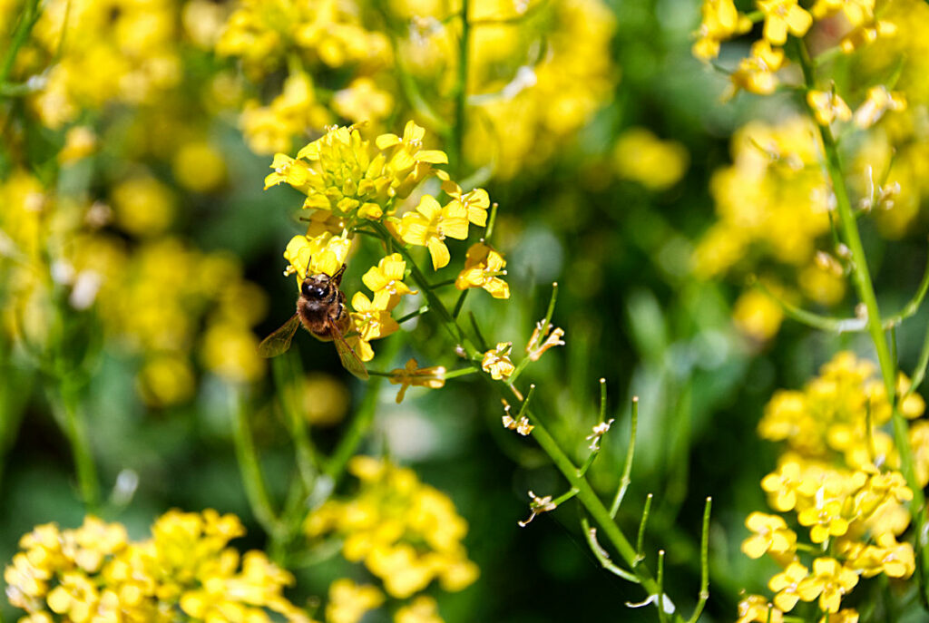 uses for wintercress