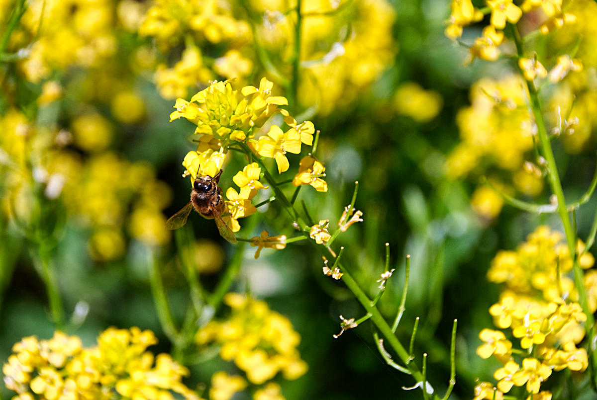 Creasy Greens (Upland Cress, Winter Cress)