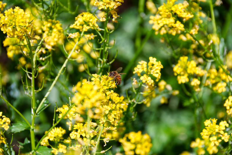 bee on wintercress