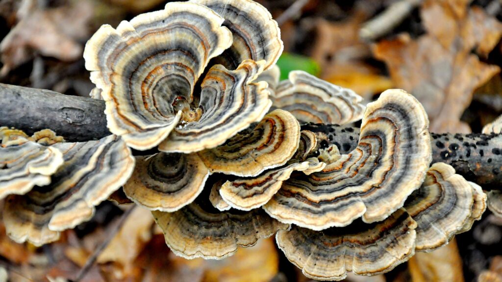 Health benefits of mushrooms. Turkey Tail mushrooms