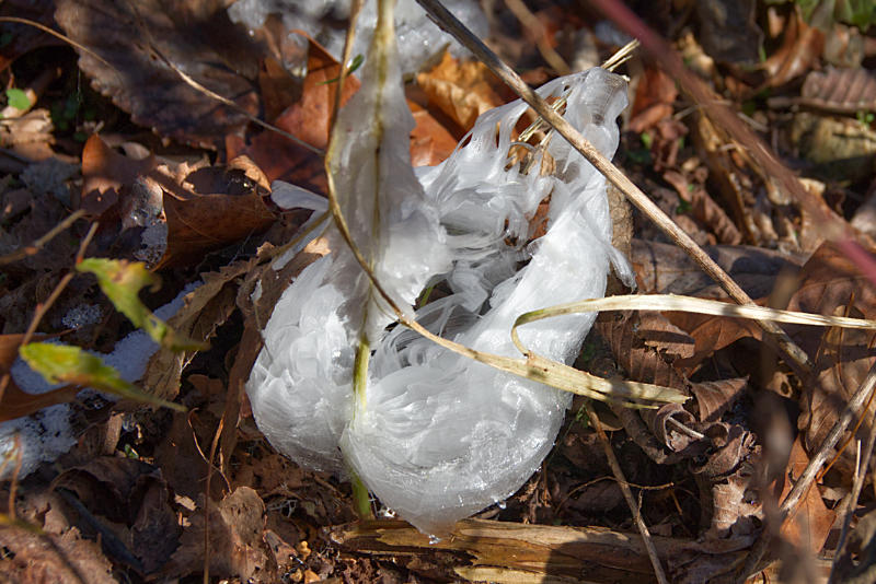 Frostweed frost flower