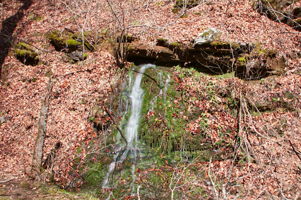 Dismal Creek Spring