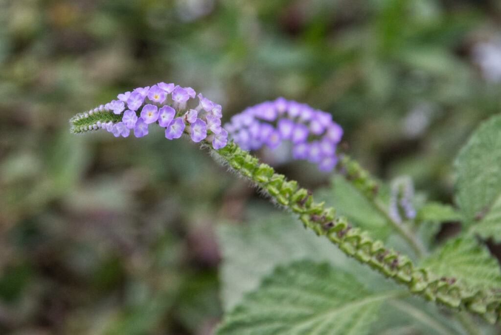 Turnsole 1- Species Heliotrope