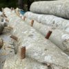 Shiitake Mushroom Plug Spawn - Image 4