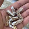 Shiitake Mushroom Plug Spawn - Image 3