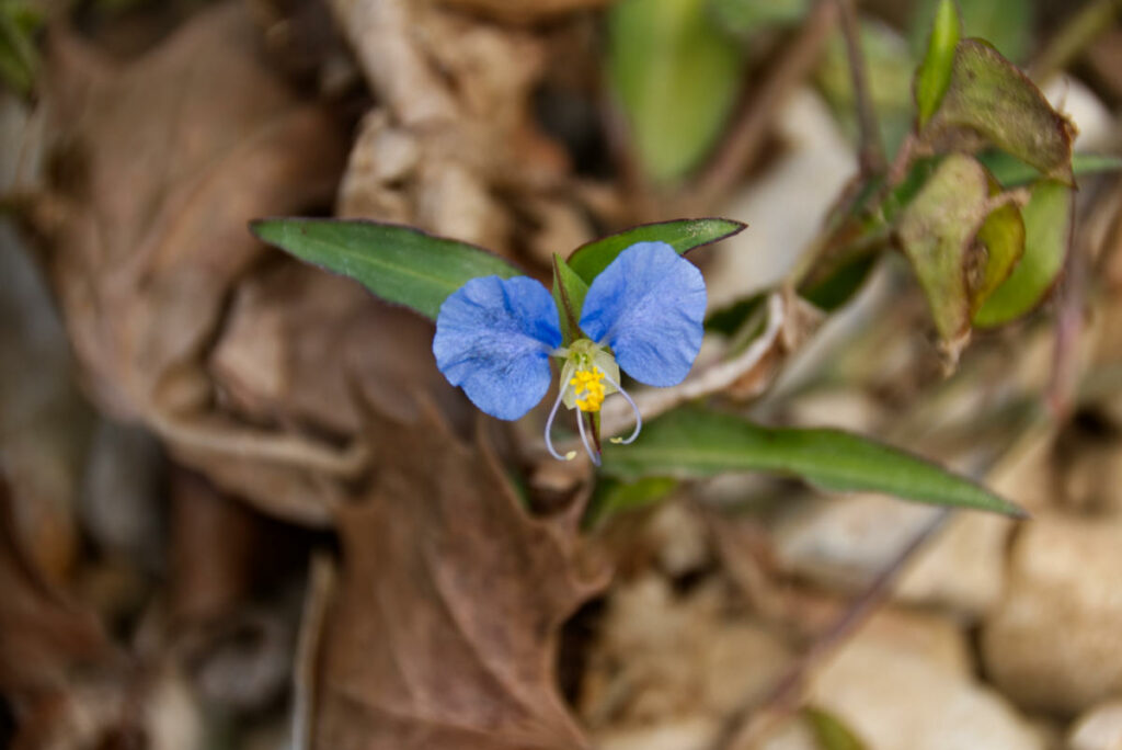 Asiatic Dayflower 2