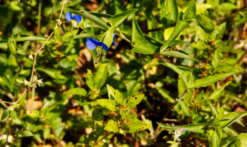 Asiatic Dayflower 3