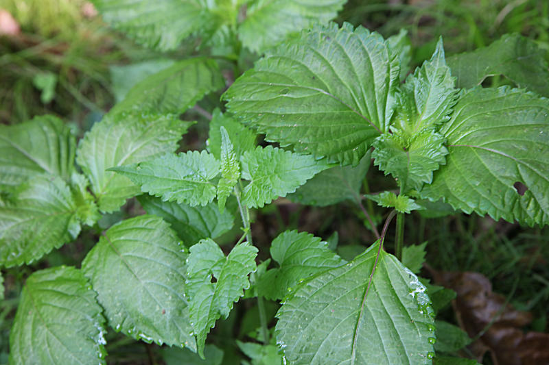 Beefsteak plant 1