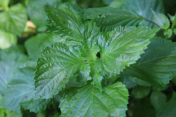 Beefsteak plant