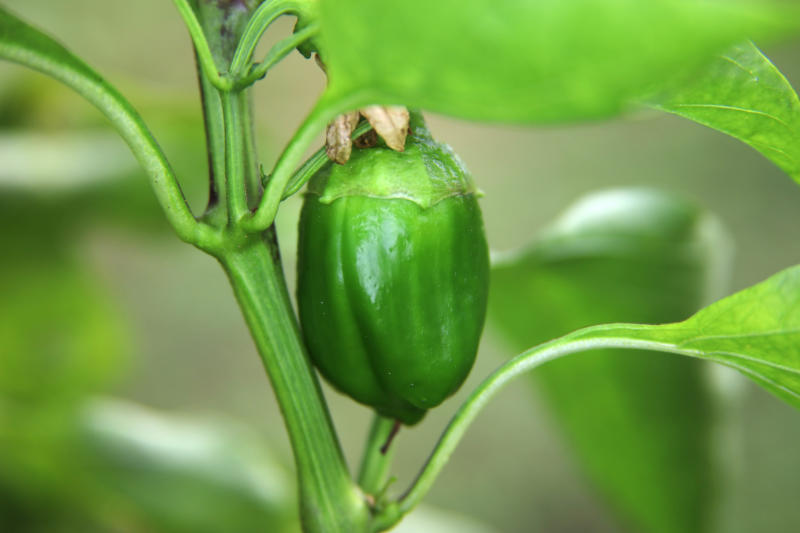 Bell pepper 1