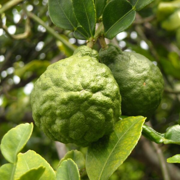 Bergamot essential oil