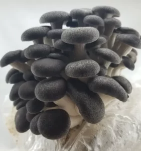 Black Pearl King Oyster Grain Spawn