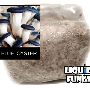 Blue oyster grain spawn
