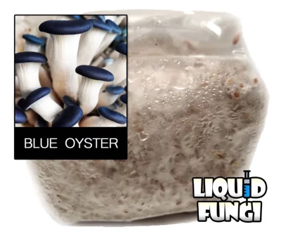 Blue oyster grain spawn
