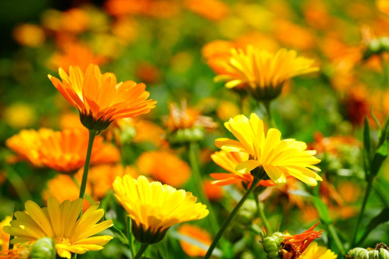 growing edible flowers