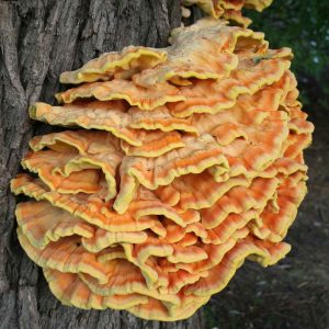 Chicken of the Woods Grain Spawn 2