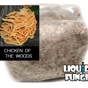 Chicken of the Woods Grain Spawn