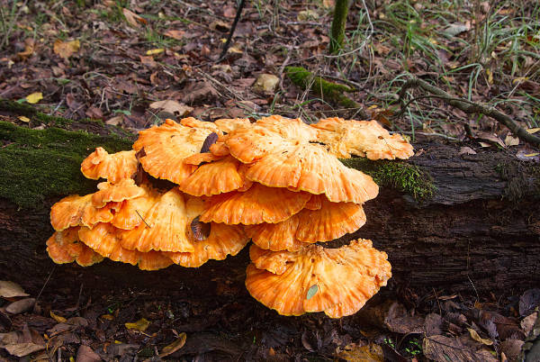 Chicken of the Woods