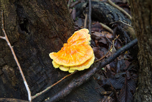 Chicken of the Woods article v3