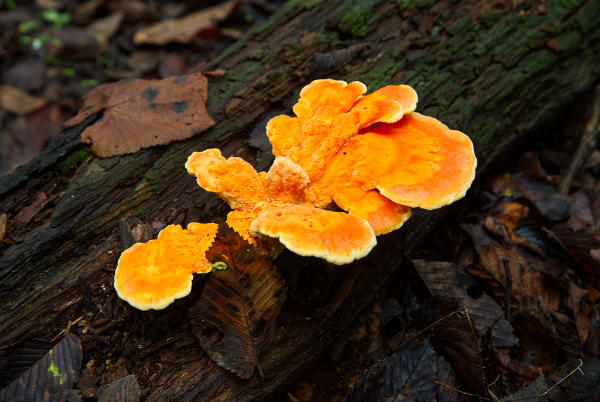 Chicken of the Woods 