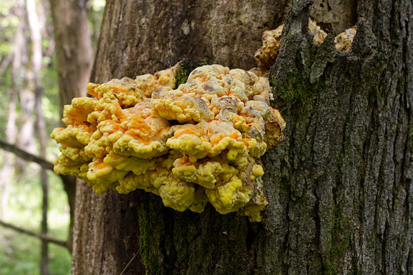 Chicken of the Woods