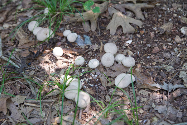 Common Puffball