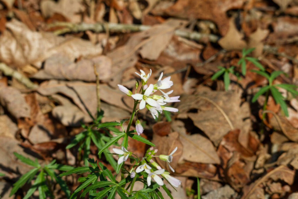 Cutleaf toothwort 3