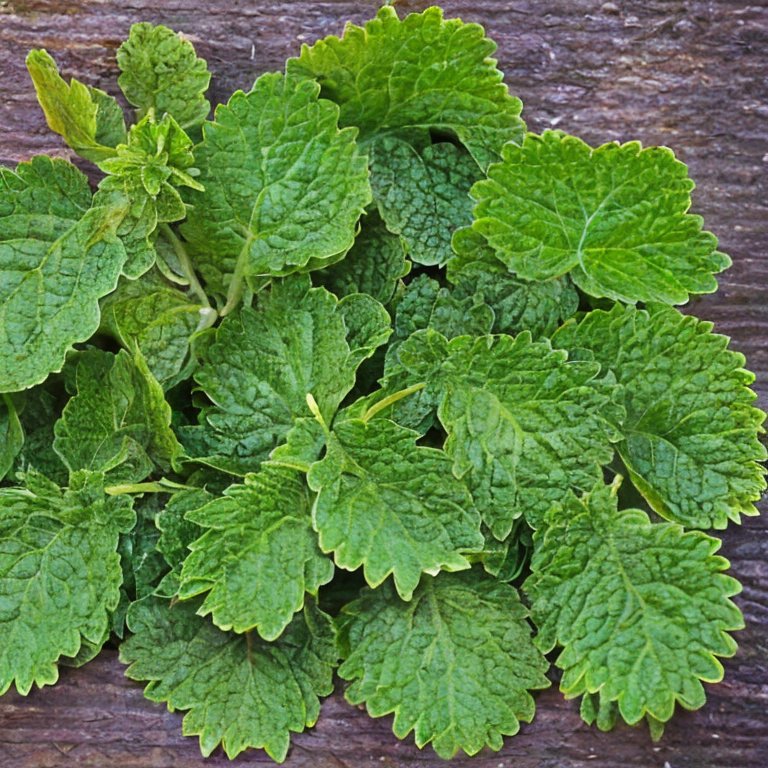 Growing Lemon Balm 1