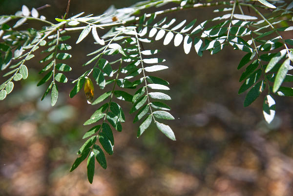 Honey locust