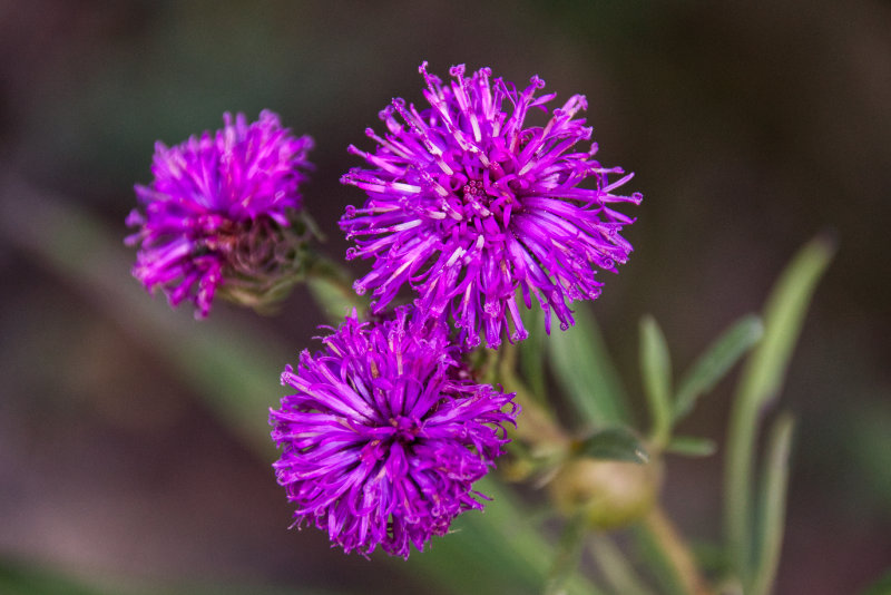 Ironweed 1