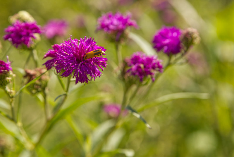 Ironweed 2