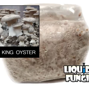 King oyster grain spawn