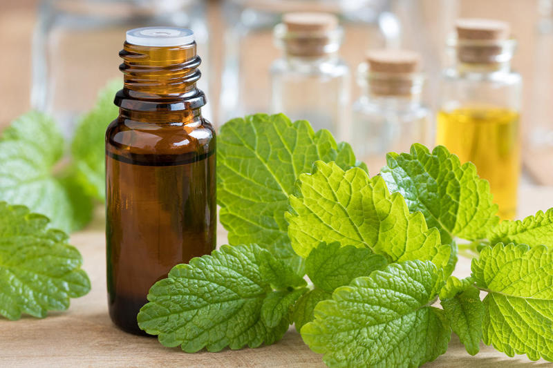 Melissa (lemon balm) essential oil with fresh melissa leaves