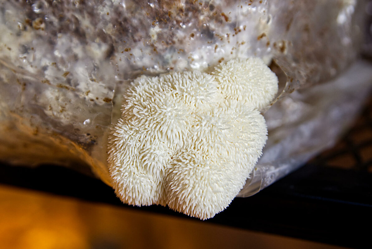 Lions mane mushroom