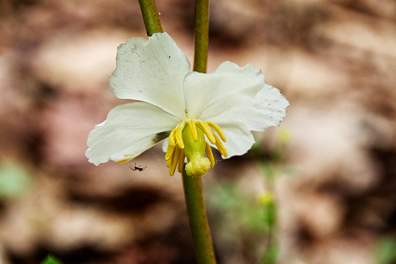 Mayapple Flower