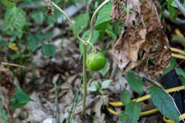 Mayapple Fruit