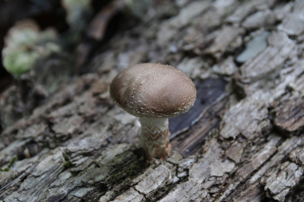 Mushroom log