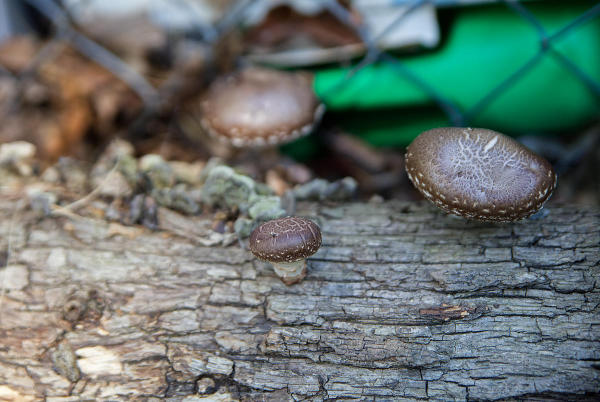 Mushroom log