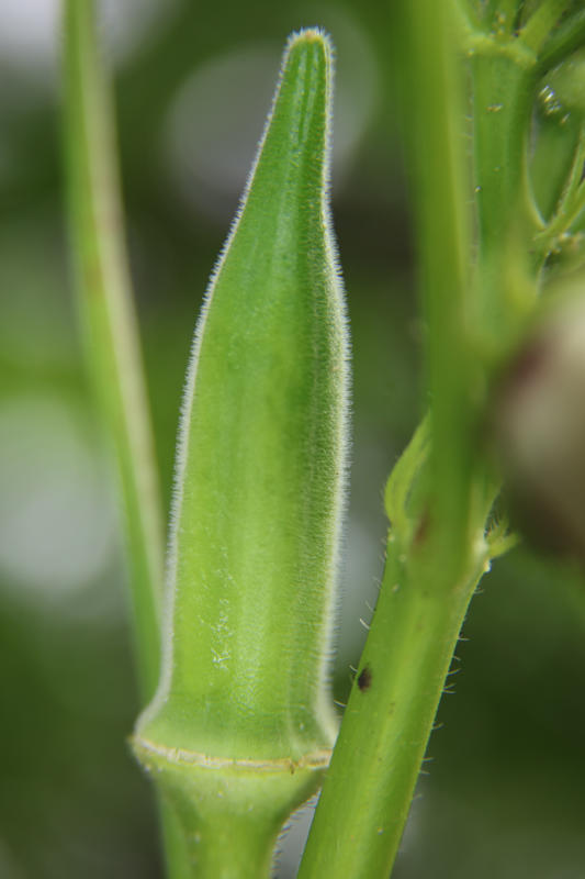 Okra 2