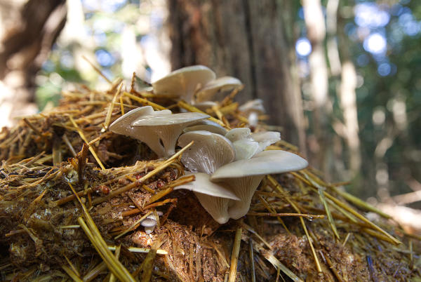 mushroom substrates