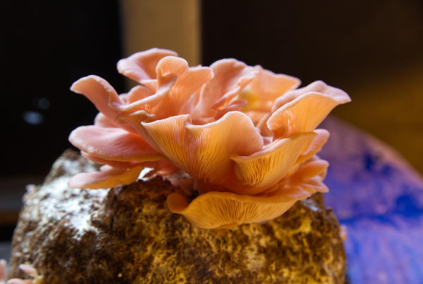 Oyster mushrooms