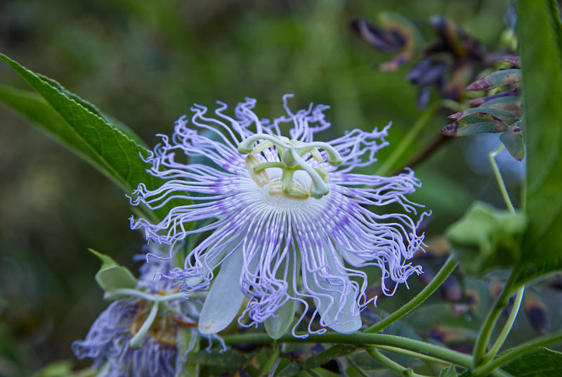 Passion Flower