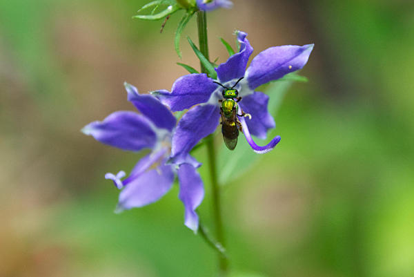 Pollinators in the Garden 2