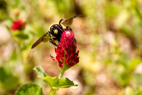 Pollinators in the Garden