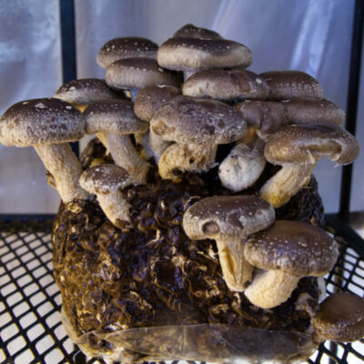 Shiitake Mushrooms - Dehydrated 2 oz - Image 2