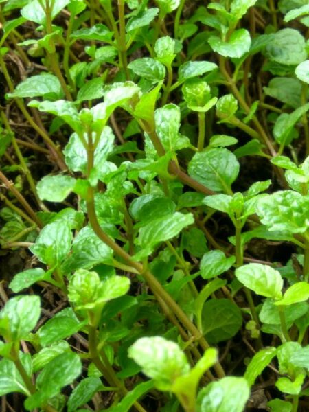 Spearmint essential oil benefits